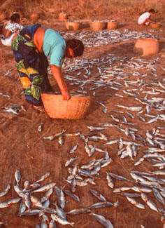 goa3.jpg (20061 octets)