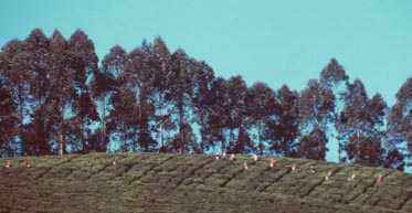 munnar11.jpg (10976 octets)