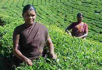 munnar6.jpg (21571 octets)