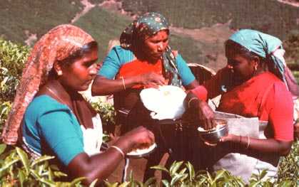 munnar8.jpg (18837 octets)